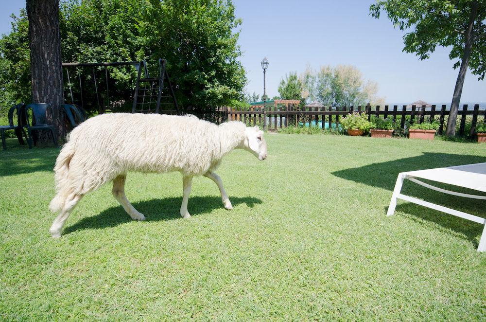 Agriturismo Ca'De'Gatti Faenza Exteriör bild
